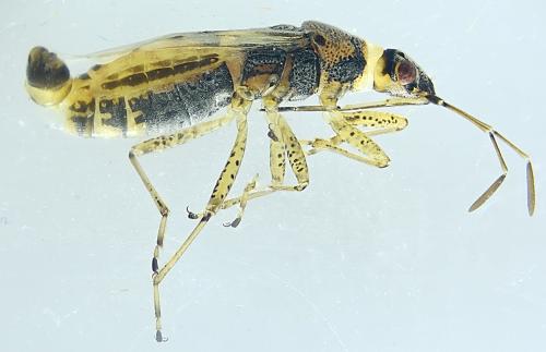 Nysius graminicola
